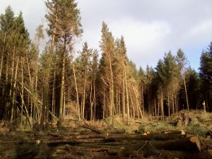 View from the Barn New Year