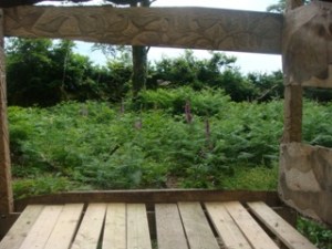 bed framing ferns