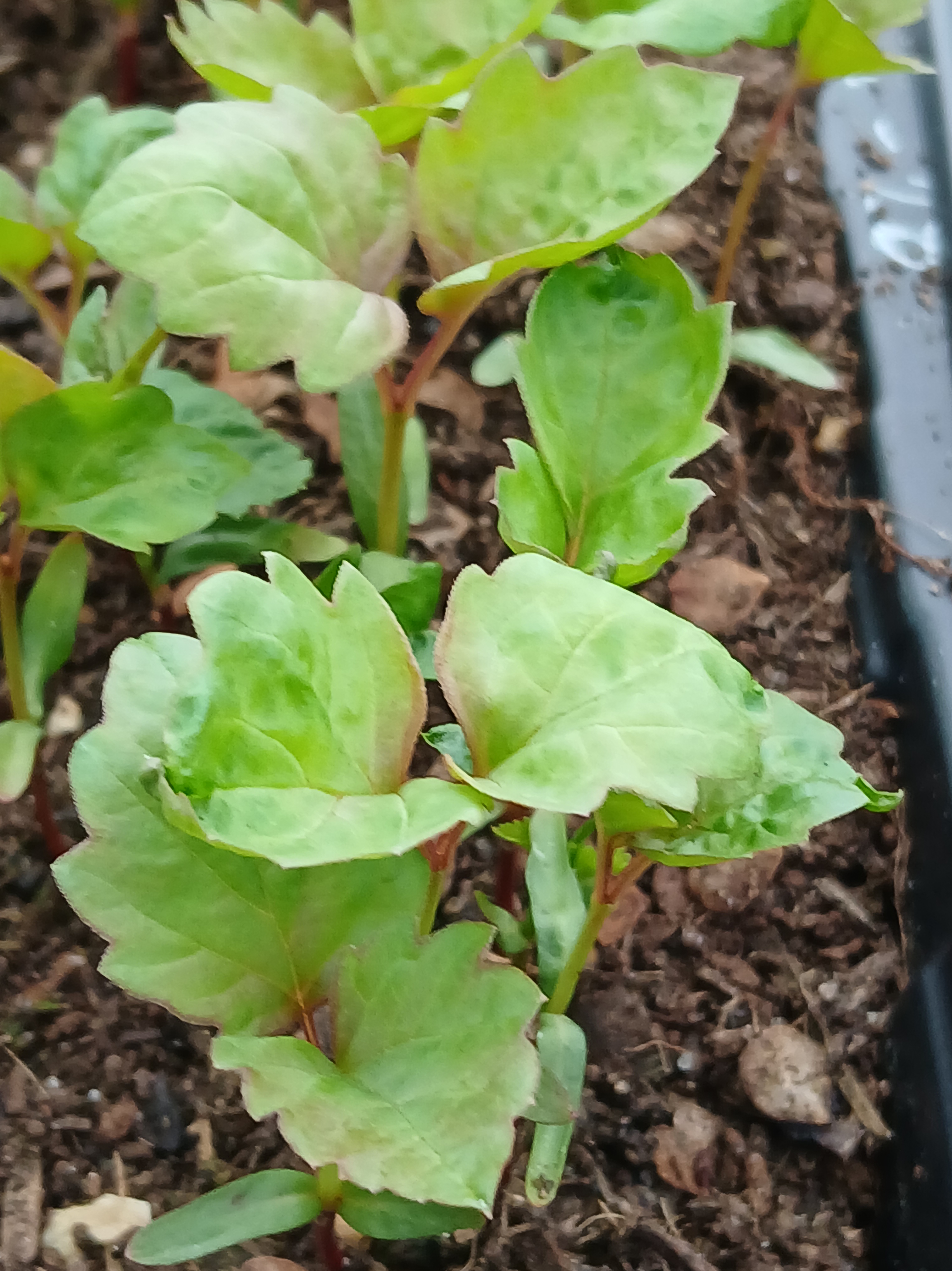 Cell Sorbus torminalis at 1 years growth